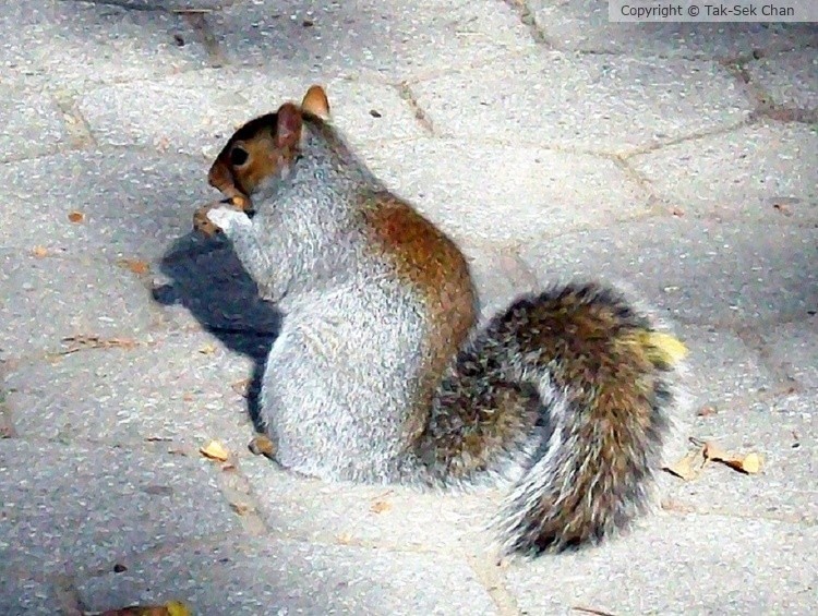 Squirrel, Stuyvesant Park, NYC 11-14-2011
