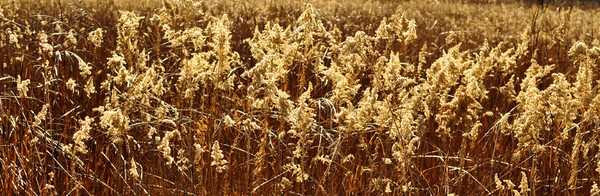 Autumn Prairie