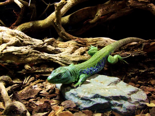 REPTILE