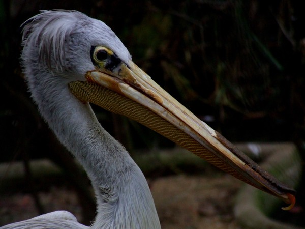 pelican