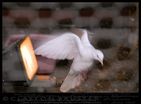 Aviary Art