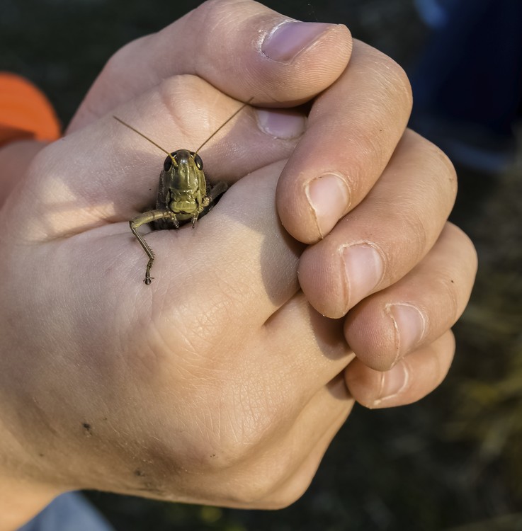 hopper in hand