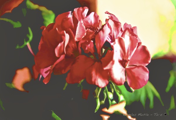 Pink Geraniums