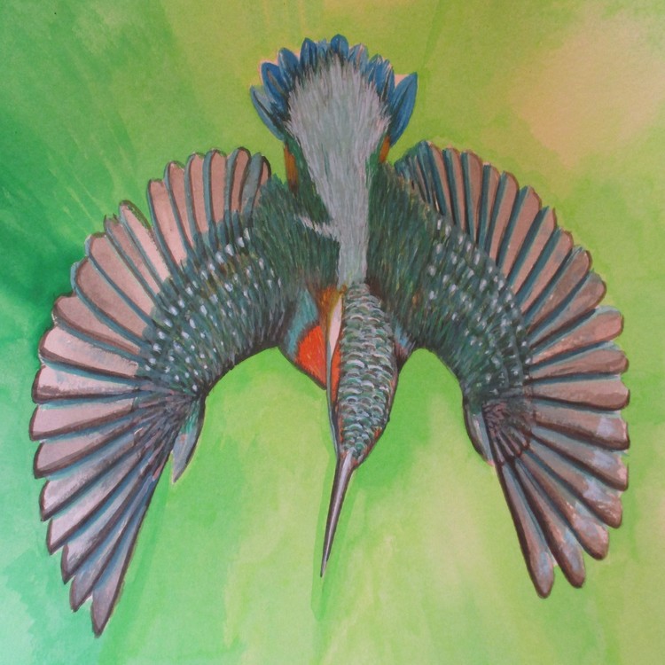 Kingfisher Diving