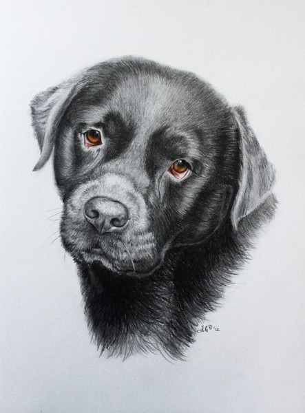 brown labrador