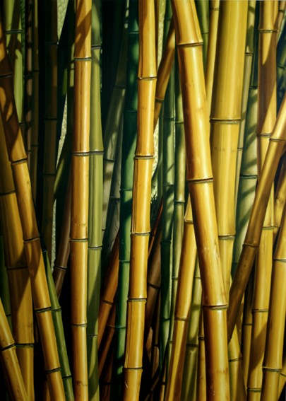 BAMBOS FOREST