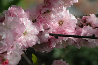 Ant on Blossom