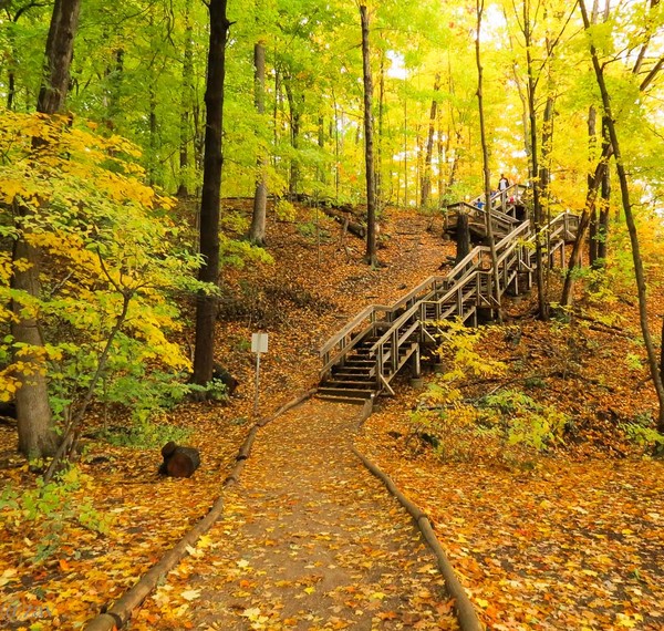 Staircase into the Forest