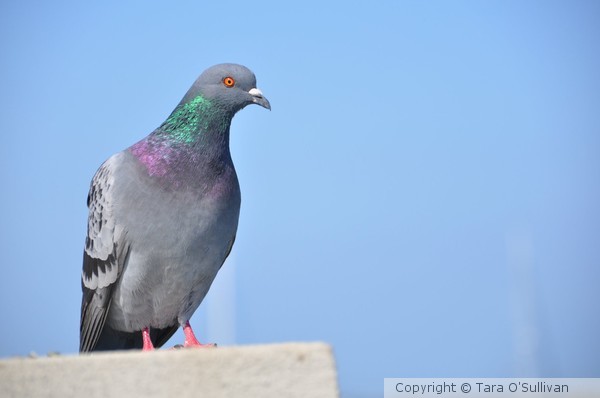 Pigeon