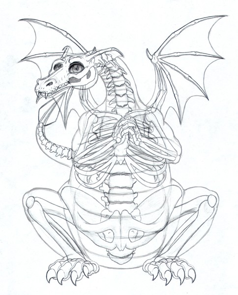 Dixie Dragons Xray