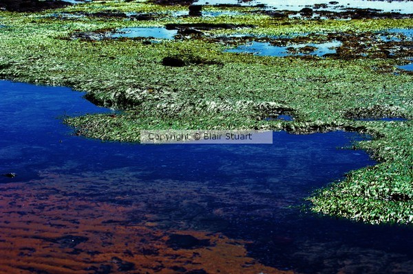 Sea grass