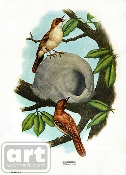 Ovenbird