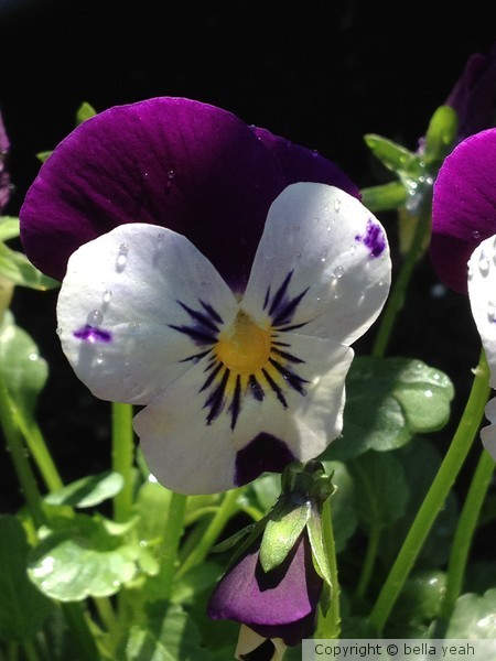 viola, just watered