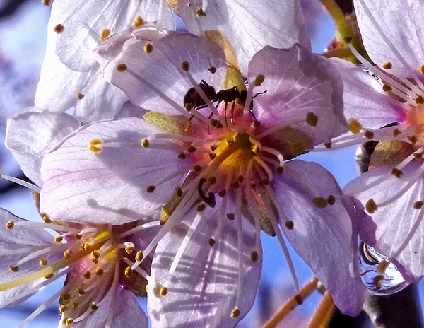cherryblossom ant