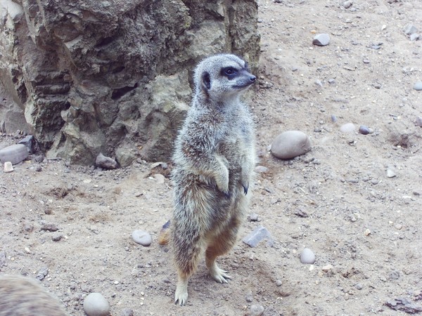 Nosy Meerkat