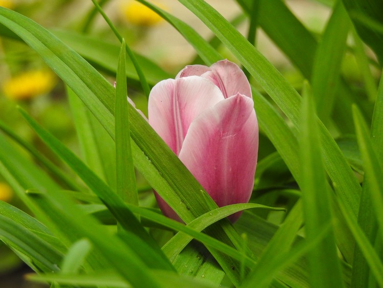 Bloom Where You're Planted