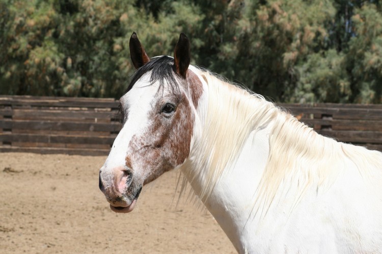 In the Corral
