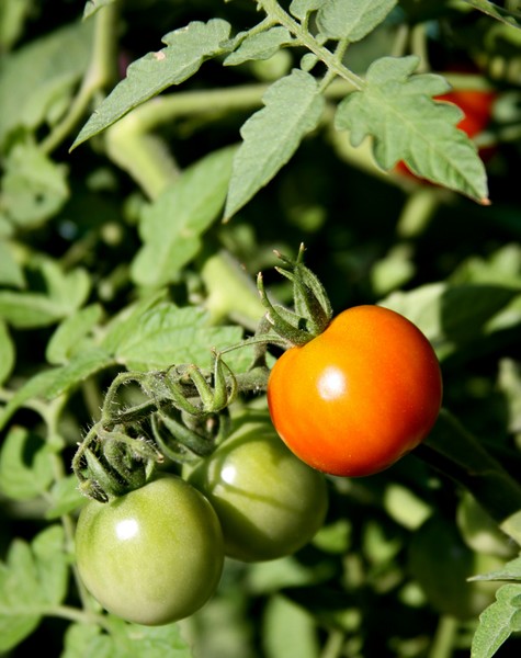 Secret Garden's tomato