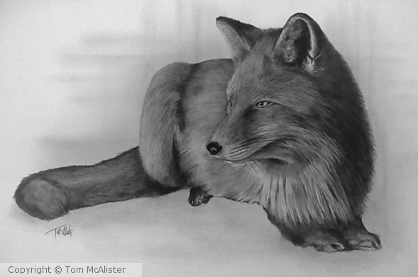 Snow Fox