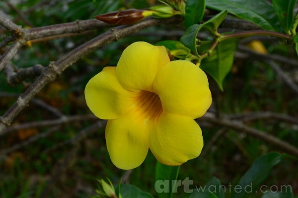 allamanda