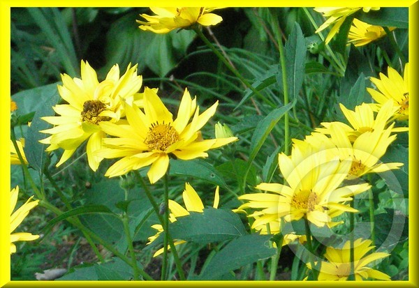 Summer delight!!!!