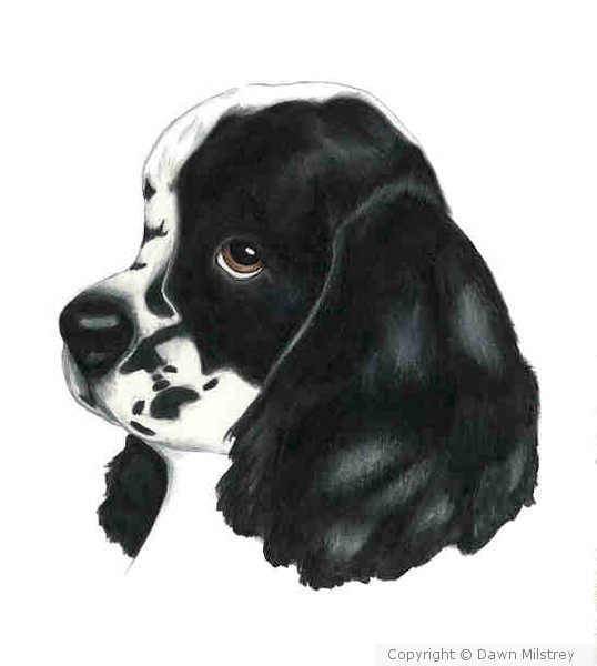 Black and White Cocker Spaniel