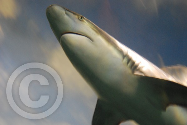 Flying Shark