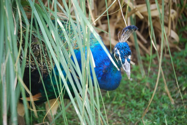 Pretty Peacock