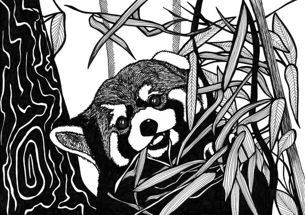 red panda
