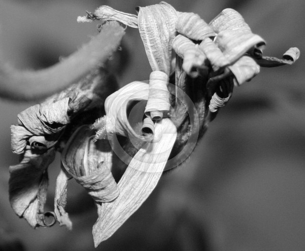 Dead plant