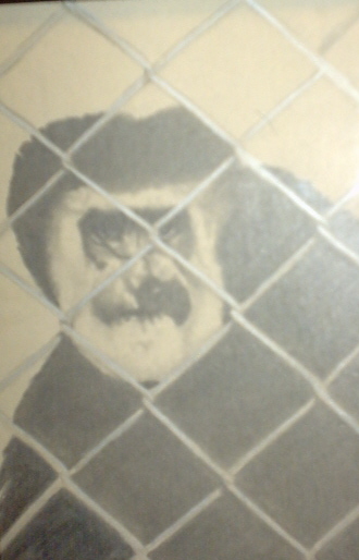 caged monkey