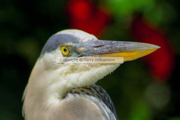 Blue Heron at Hilton Head