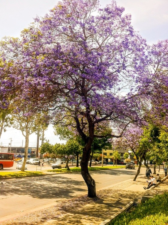 Karen Muro Purple trees are the best kind.