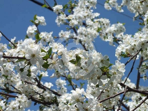 Cherry blossom 2