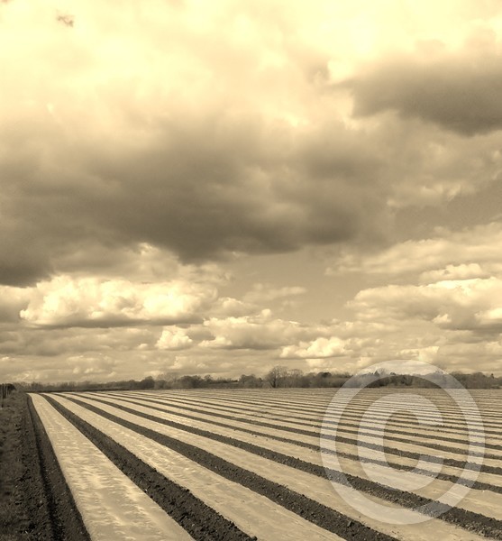 Fields 3