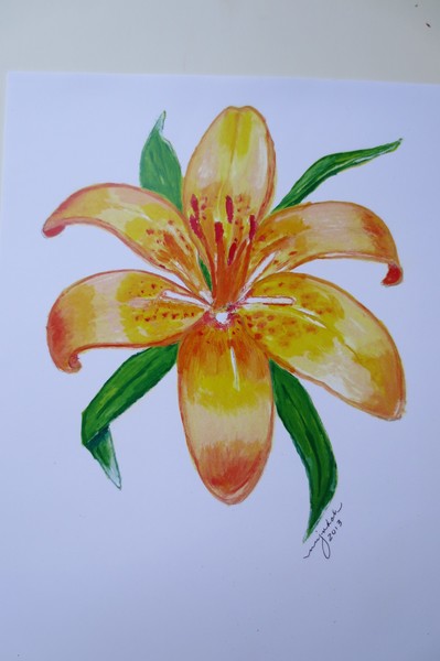 Asian Lily