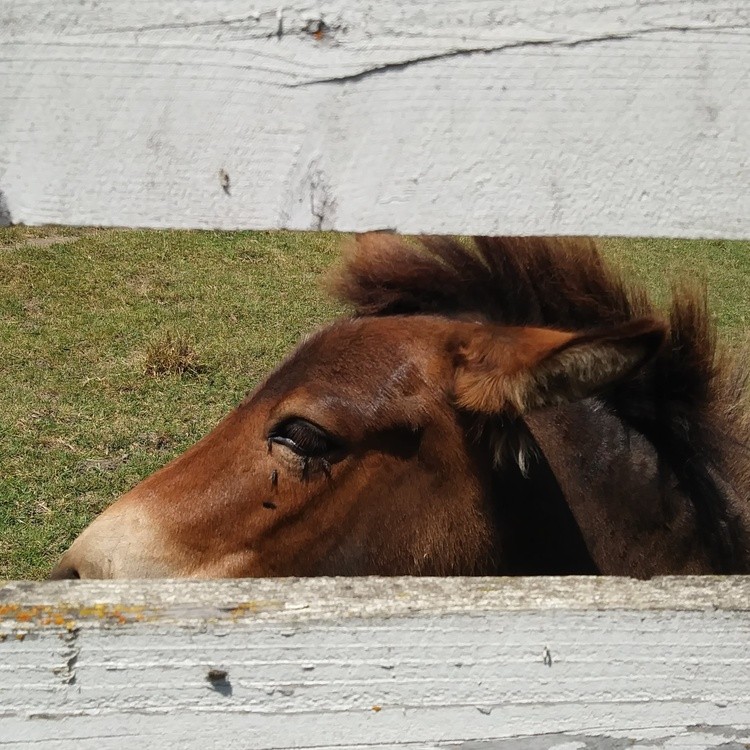 Caballo Watsonville, California