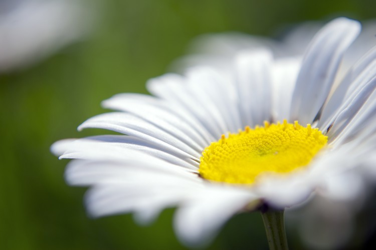 Lovely Daisy Color Macro Photograph