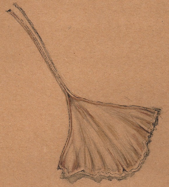 Gingko Leaf Drawing