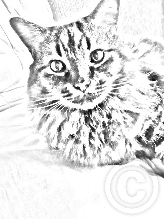 Furbaby
