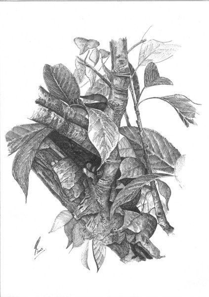 cherry tree