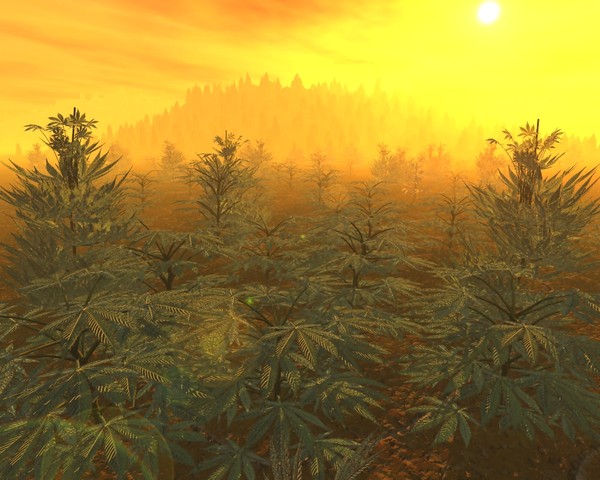 Panama Golden Morning