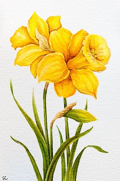 Daffodil