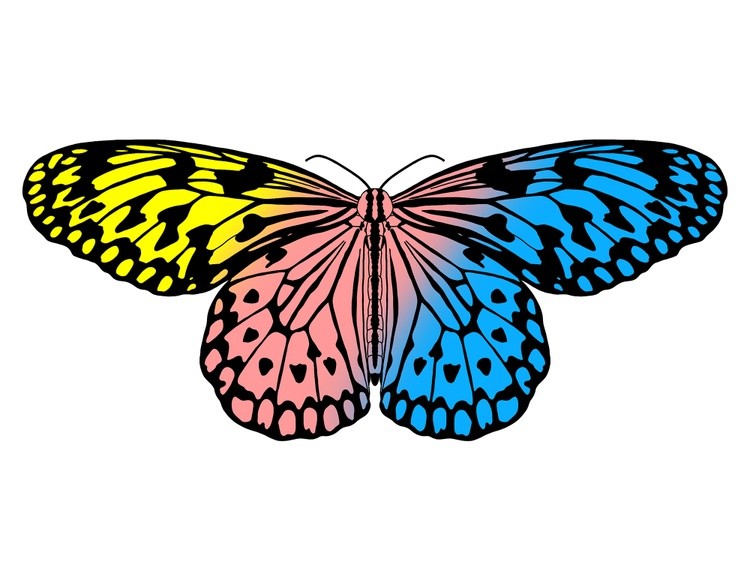 LGBTQIA+ Butterflies: Pansexual