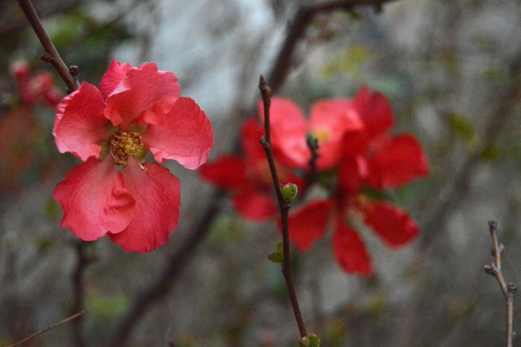 2 blossoms