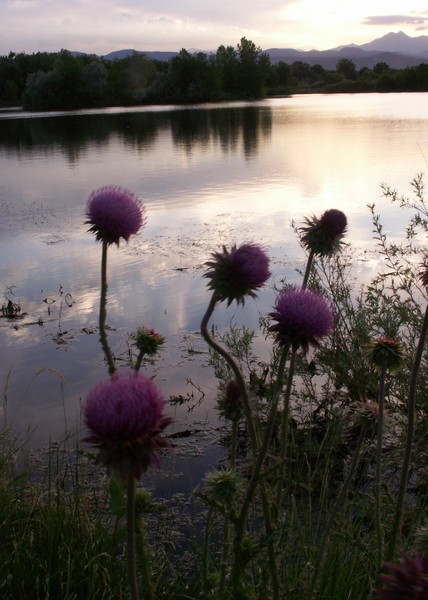 Thistle 