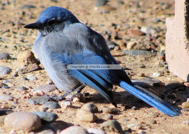 New Mexican Blue Jay Bird