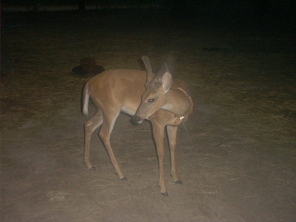 Night Visitor