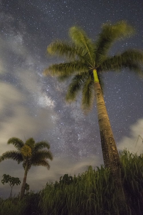 Short palm and stars073017 2