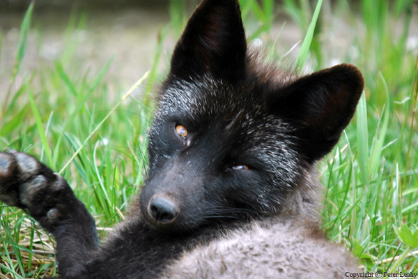 Fox